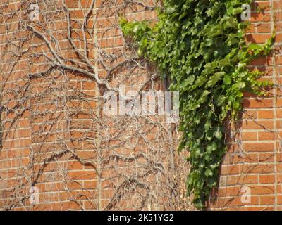 Un primo piano di piante di edera verde secco e fresco su vecchio muro di mattoni Foto Stock