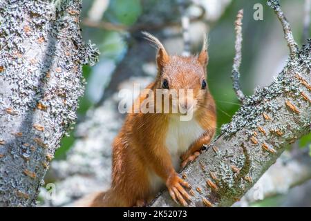 Red Squirrel, Sciurus vulgaris, captured close by in a tree. Foto Stock