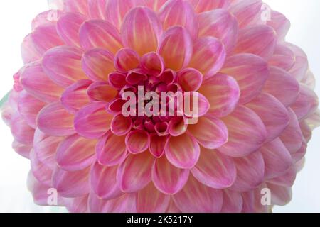 Primo piano di un Chrysanthemum rosa Foto Stock