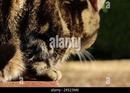 Primo piano del corpo dei gatti in poised sul bordo dei gradini rossi del mattone - pronto a rimbalzare. Concetto per cogliere un momento, sdraiato in attesa, accovacciato e in attesa Foto Stock