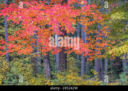 Autunno nella foresta nazionale di Chequamegon-Nicolet nel Wisconsin settentrionale. Foto Stock