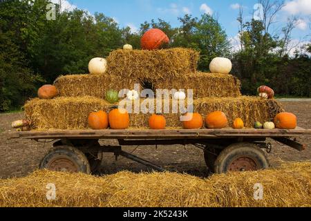 Una mostra di zucche all'inizio di ottobre, tra cui tradizionali zucche di Halloween arancione in un campo di zucca in Italia. Anche cappello turco, zucca cedrina Foto Stock