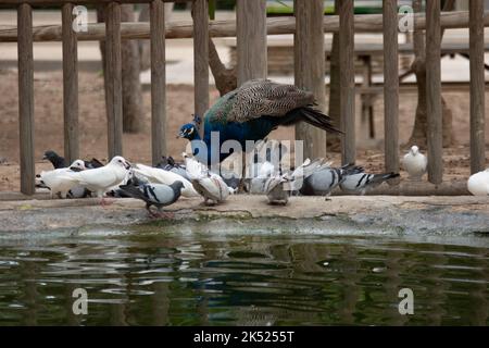 peahen lotta contro colombe e piccioni per il cibo Foto Stock