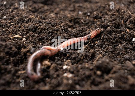 Grande verme di terra bello nel terreno nero, primo piano. Foto Stock