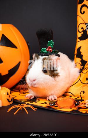 Un porcellino d'India bianco siede vicino ad una zucca e ad un cappello di strega su uno sfondo nero. Gli animali domestici celebrano Halloween Foto Stock