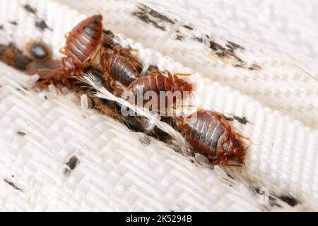 Colonia di cimici sul macrofo di stoffa Foto Stock