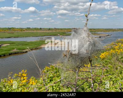 La falce di coda marrone (Euproctis chrysorrhoea) è una tenda a rete di seta su Blackthorn (Prunus spinosa), Keyhaven e Lymington Marshes, Hampshire Foto Stock