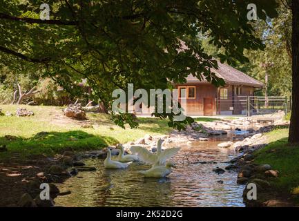 Piccolo Zoo Lange Erlen o Erlen-Verein Basilea. Zoo libero fondato nel 1871 con animali principalmente nativi, oche selvatiche prendere un bagno Foto Stock