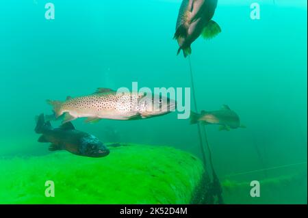 Trota arcobaleno Oncorhynchus mykiss sotto l'acqua nell'habitat naturale Foto Stock