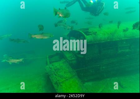 Trota arcobaleno Oncorhynchus mykiss nuoto con subacqueo sopra un autobus scuola gialla Foto Stock