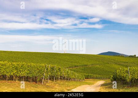 Vigneti vicino a Villany, Baranya, Ungheria meridionale Foto Stock