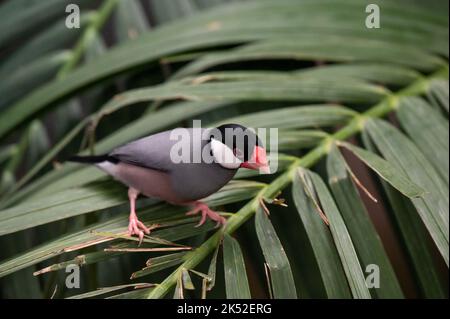 Natura immagine della fauna selvatica di un uccello bello giava passero (Lonchura oryzivora) Foto Stock