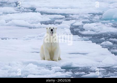 Orso polare di Lone (Ursus maritimus) che sbadigna su ghiaccio/galleggianti di ghiaccio nell'Oceano Artico lungo la costa di Svalbard, Spitsbergen, Norvegia Foto Stock