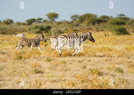 Le zebre di Burchell (Equus quagga burchellii) corrono, attraversando la savana. Parco Nazionale di Etosha, Namibia, Africa Foto Stock