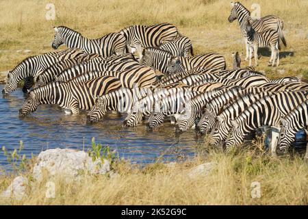 Zebre di Burchell (Equus quagga burchellii) insieme a bere acqua. Parco Nazionale di Etosha, Namibia, Africa Foto Stock