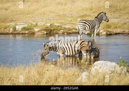 Zebre di Burchell (Equus quagga burchellii) presso il punto d'acqua potabile. Parco Nazionale di Etosha, Namibia, Africa Foto Stock