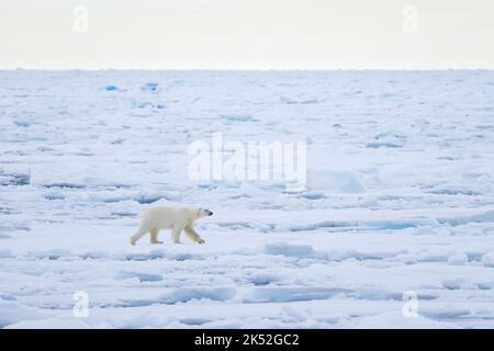 Orso polare di Lone (Ursus maritimus) caccia su ghiaccio impacco nell'Oceano Artico lungo la costa di Svalbard, Spitsbergen, Norvegia Foto Stock