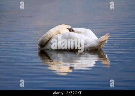 Muto cigno (Cygnus olor) maschio che dorme con la testa rimboccata sotto le piume alari mentre galleggia in acqua di lago Foto Stock