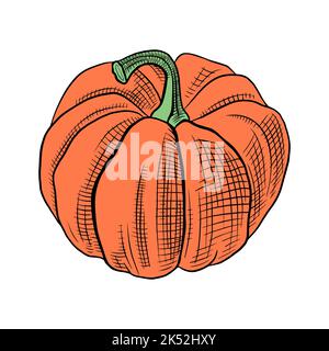 Zucca disegnata a mano isolata su sfondo bianco. Illustrazione vettoriale. Illustrazione Vettoriale