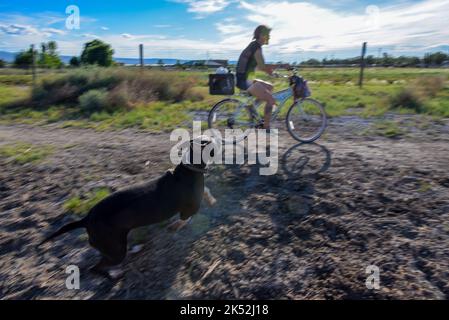 Una donna corre lungo una pista sterrata come un cane giocoso insegue accanto a lei vicino Fruita in Colorado USA Foto Stock