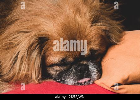 pekingese dai capelli rossi che dorme sul divano in primo piano a casa Foto Stock