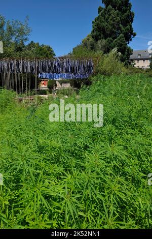 Francia, Alto Reno, Husseren Wesserling, Parco di Wesserling, giardino, Festival des Jardins Metisses 2022, canapa tessile (Cannabis sativa) Foto Stock