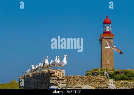 Francia, Vandea, Noirmoutier isola, allineamento di gabbiani di aringa su un muro di pietra di fronte al faro sulla Ile du Pilier, riserva ornitologica Foto Stock