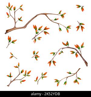 Grande serie di rami con fogliame autunnale. Foglie rosse, arancioni, verdi. Elementi acquerelli isolati su sfondo bianco per la progettazione di carte, invitati Foto Stock