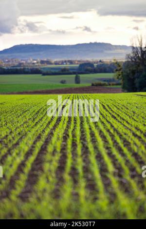 Francia, Meurthe-et-Moselle, Pays du Saintois, giovani piantine nei campi della campagna tipica della Lorena, sullo sfondo la collina di Sion Foto Stock