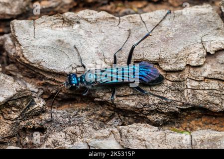 Zimmermann's Mud-dauber Wasp (Chalibion zimmermanni ssp. Zimmermanni) - Maschile Foto Stock
