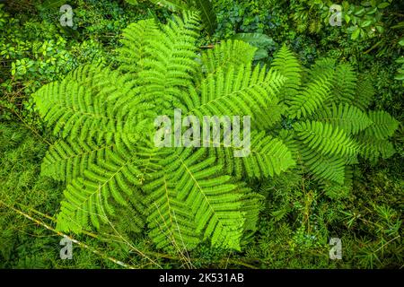 Francia, Caraibi, piccole Antille, Martinica, Morne-Rouge, Parco Naturale Regionale, vista aerea della tettoia nella foresta pluviale tropicale, qui felci di alberi Foto Stock