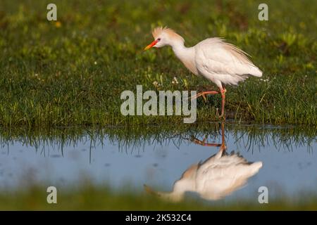 Francia, Somme, Baie de Somme, le Crotoy, Marais du Crotoy, Heron garde-boeuf (Bubulcus ibis - Western Cattle Egret) alla ricerca di grandi vermi neri a pagamento Foto Stock