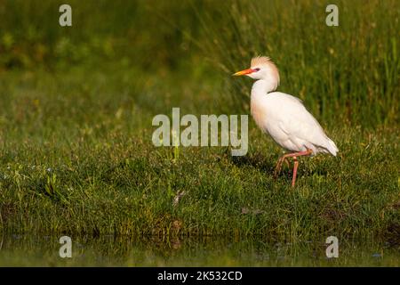 Francia, Somme, Baie de Somme, le Crotoy, Marais du Crotoy, Heron garde-boeuf (Bubulcus ibis - Western Cattle Egret) alla ricerca di grandi vermi neri a pagamento Foto Stock