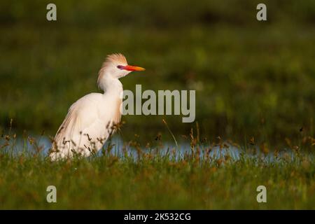 Francia, Somme, Baie de Somme, le Crotoy, Marais du Crotoy, Heron garde-boeuf (Bubulcus ibis - Western Cattle Egret) alla ricerca di grandi vermi neri a pagamento Foto Stock