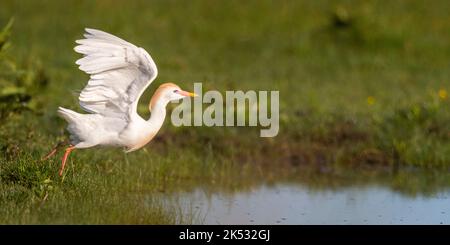 Francia, Somme, Baie de Somme, le Crotoy, Marais du Crotoy, Heron garde-boeuf (Bubulcus ibis - Western Cattle Egret) alla ricerca di grandi vermi neri a pagamento Foto Stock