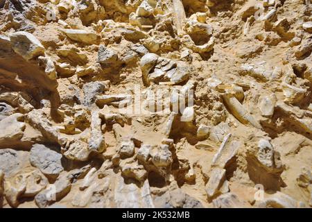 Francia, Pirenei Orientali, Tautavel, Museo della Preistoria di Tautavel, Museo della Preistoria di Tautavel, frammenti di ossa animali di 500.000 anni fa Foto Stock