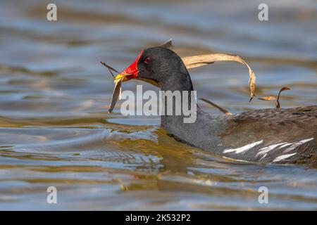 Francia, Somme, Saint-Quentin-en-Tourmont, Parc Ornithologique du Marquenterre, Moorhen comune (Gallinula cloropus) che trasportano materiali per costruire il suo ne Foto Stock