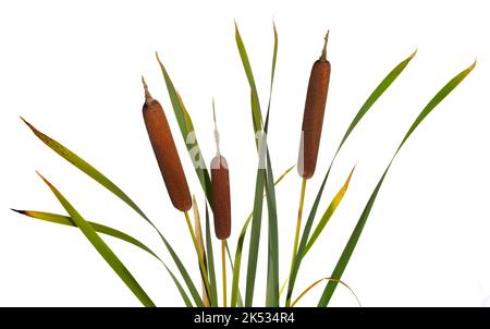 Tre canne mature e pianta secca di cattaglia isolata su fondo bianco Foto Stock