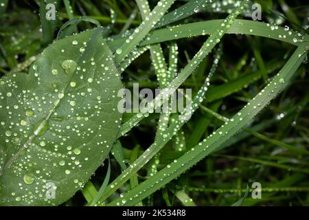 Gocce di pioggia su lame di erba immagine concettuale di pianto verde natura. Ecologia Foto Stock