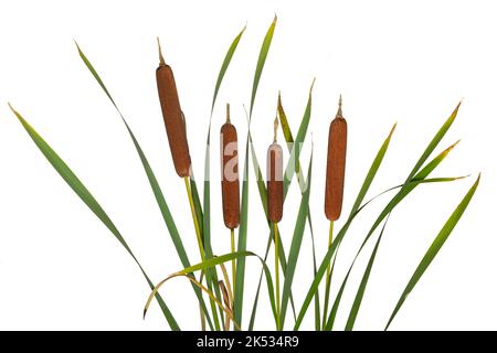 Diverse canne e piante secche di cattaglia isolate su fondo bianco Foto Stock