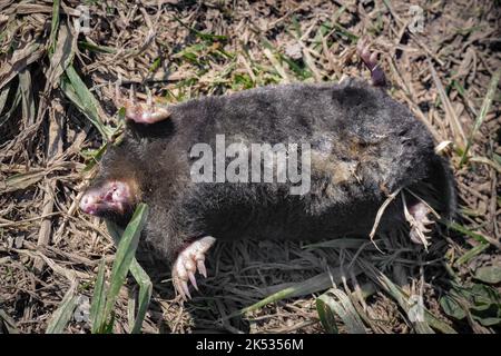 Dead European mole pancia su terra primo piano dettagli rocce erba Foto Stock