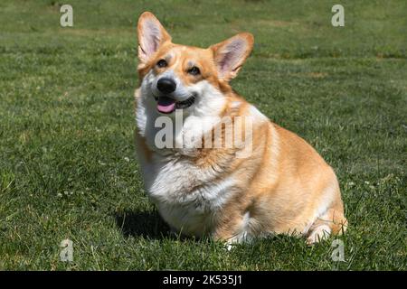 Grasso spesso ben nutrito Pembroke gallese Corgi estate giorno di sole Foto Stock