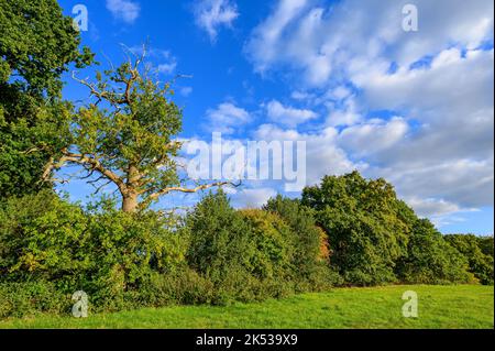 Campagna vicino Westerham nel Kent, Regno Unito. Un campo erboso con alberi adagiato su un cielo blu con nuvole bianche e soffici. Foto Stock