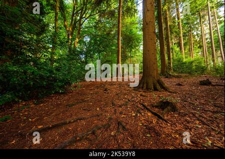 Boschi vicino Westerham nel Kent, Regno Unito. Questo sentiero nel bosco conduce attraverso gli alberi da Westerham a Hosey Hill. Scenario di campagna all'inizio dell'autunno (autunno). Foto Stock