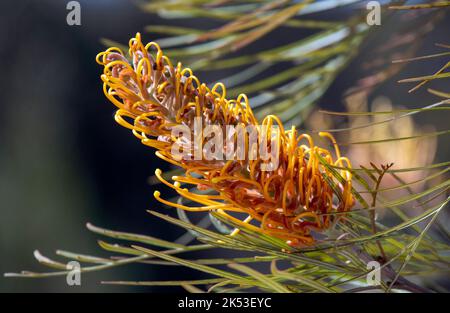 Primo piano di Grevillea ‘Honey Gem’ a Sydney, NSW, Australia (Foto di Tara Chand Malhotra) Foto Stock