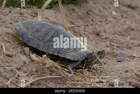 Donna adulta slider dalle orecchie rosse (Trachemys scripta elegans) da Stafford County, Kansas, USA. Foto Stock