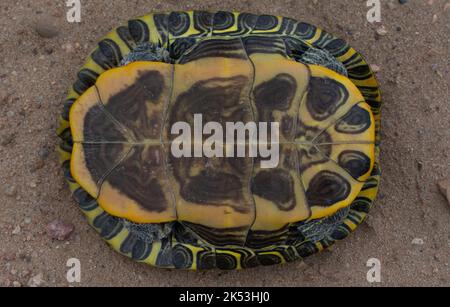 Donna adulta slider dalle orecchie rosse (Trachemys scripta elegans) da Stafford County, Kansas, USA. Foto Stock