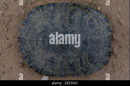 Donna adulta slider dalle orecchie rosse (Trachemys scripta elegans) da Stafford County, Kansas, USA. Foto Stock