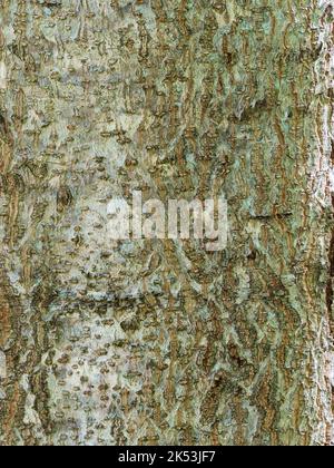 Argentia e bruna corteccia spaccata del deciduo albero di drago zaffiro in rapida crescita, Paulownia kawakamii Foto Stock