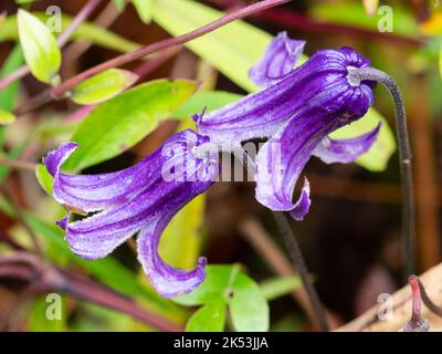 Fiori di campanello viola del gruppo integrifolia perenne clematis, Clematis 'Rooguchi' Foto Stock